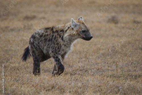 Spotted hyena, Crocuta crocuta, in the Ol Pejeta Conservancy in Kenya.