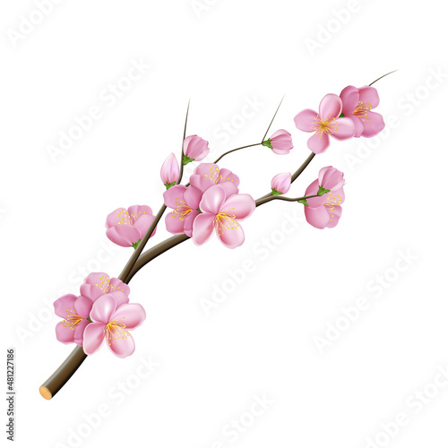 sakura branch flower blossom pink tree. china symbol. 3d realistic vector illustration