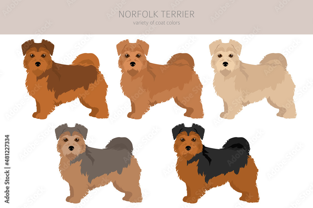 Norfolk terrier clipart. Different poses, coat colors set - obrazy, fototapety, plakaty 