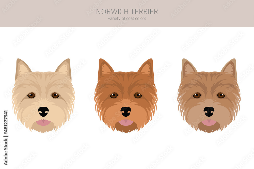 Norwich terrier clipart. Different poses, coat colors set Stock Vector