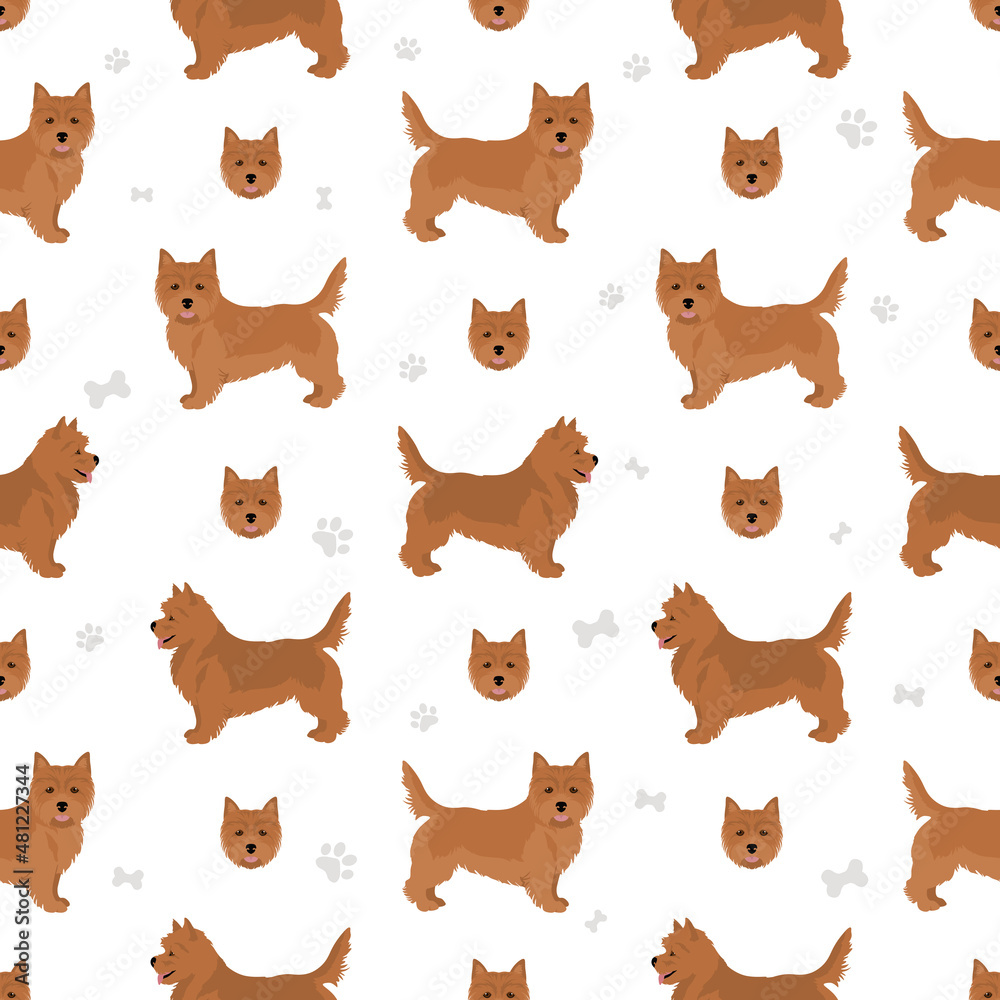 Norwich terrier seamless pattern. Different poses, coat colors set