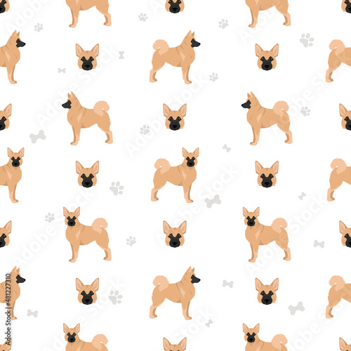 Norwegian Buhund seamless pattern. Different poses, coat colors set