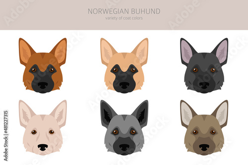 Norwegian Buhund clipart. Different poses, coat colors set