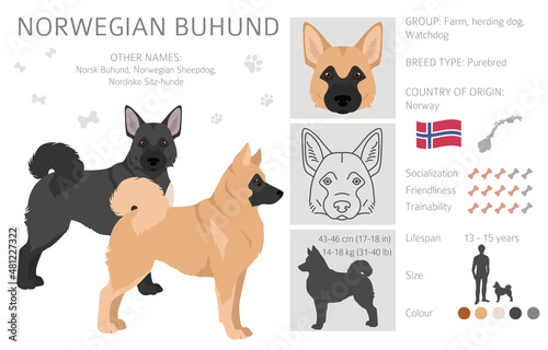 Norwegian Buhund clipart. Different poses, coat colors set