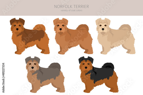 Norfolk terrier clipart. Different poses, coat colors set