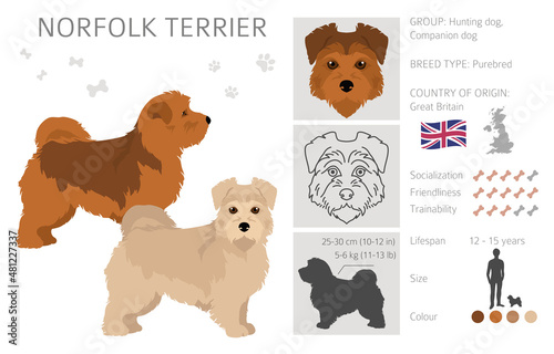 Norfolk terrier clipart. Different poses, coat colors set