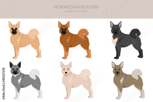 Norwegian Buhund clipart. Different poses, coat colors set