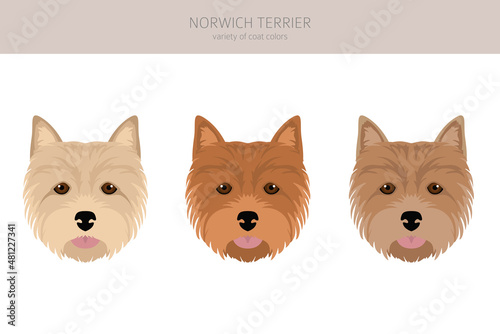 Norwich terrier clipart. Different poses, coat colors set
