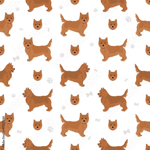 Norwich terrier seamless pattern. Different poses, coat colors set