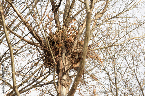 Squirrel Nest