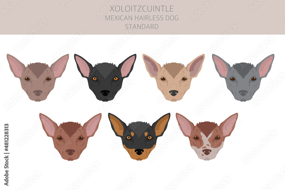 Xoloitzcuintle, Mexican hairless dog standard clipart. Different poses, coat colors set