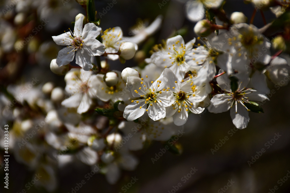 Obraz premium tree blossom