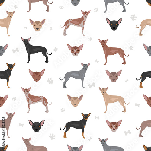 Xoloitzcuintle, Mexican hairless dog standard seamless pattern. Different poses, coat colors set