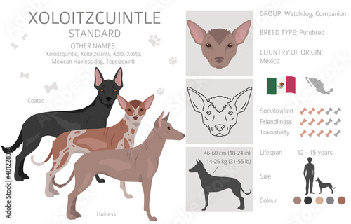 Xoloitzcuintle, Mexican hairless dog standard clipart. Different poses, coat colors set