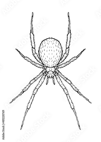 Spider. Vector illustration in cartoon style on a white background. photo