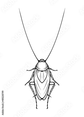 Mustachioed cockroach. Vector illustration in cartoon style on a white background.