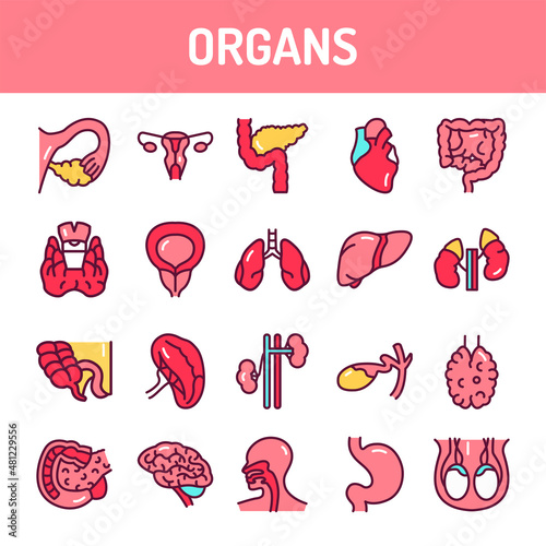 Organs line icons set. Isolated vector element.