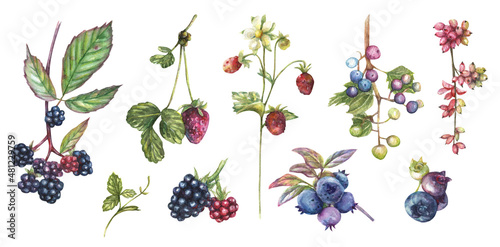 Watercolor isolated illustration with wild berries (blackberry, raspberry, grape, strawberry, strawberry, blueberry)