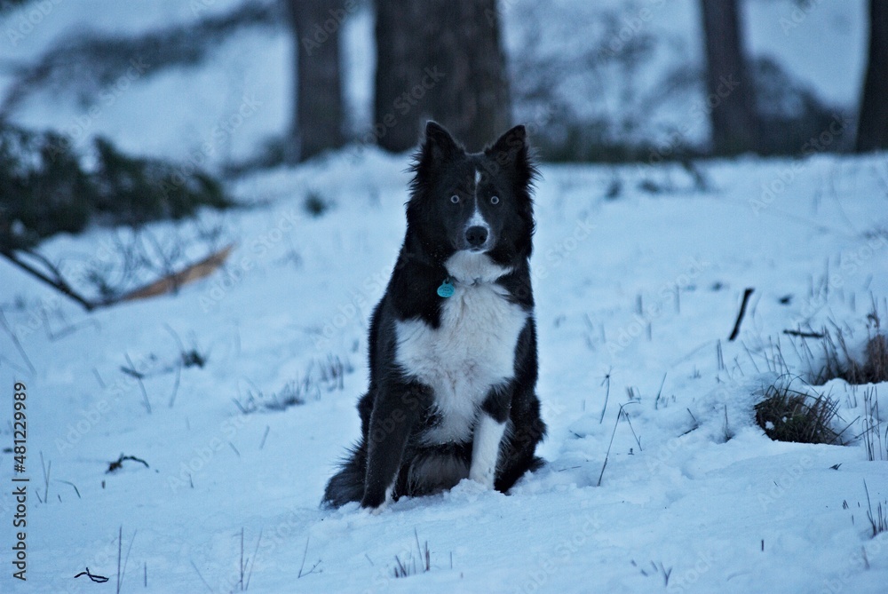 Naklejka premium Foto 8