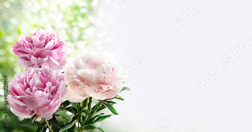 Postcard with Bouquet of three pink peonies isolated on a blurred garden background.