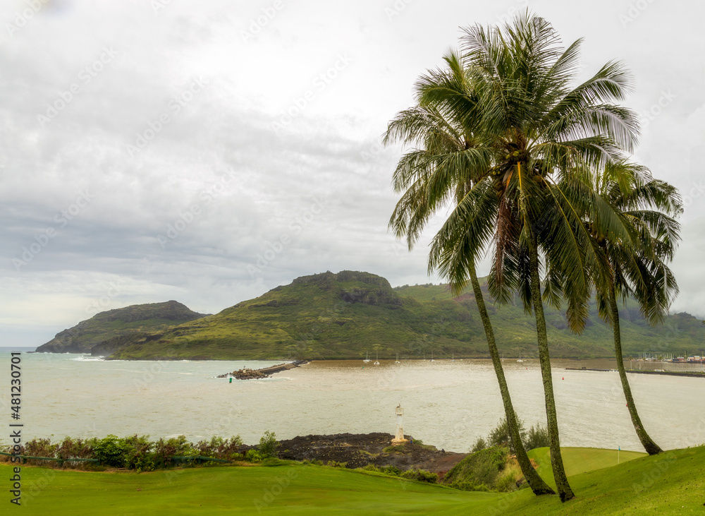 Beautiful palms on the shore of Nawiliwili bay on Kauai Island, Hawaii