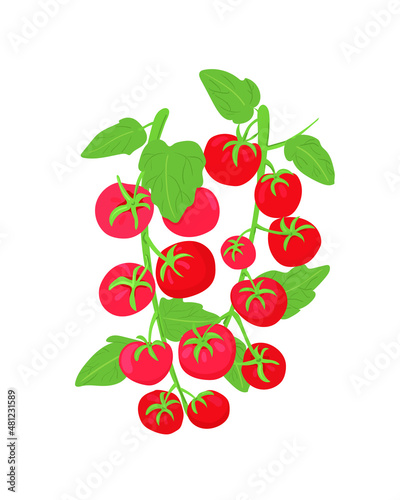 Cherry tomatoes on a branch. Fresh red tomatoes. Farm vegetables for the market. Organic products.