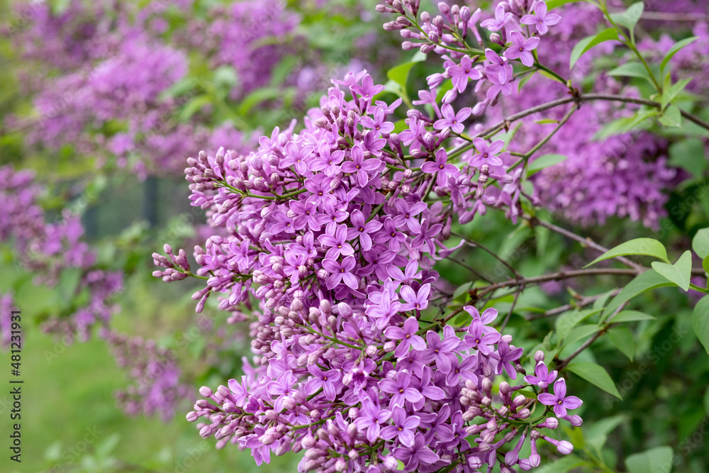 Violet lilac flowers 