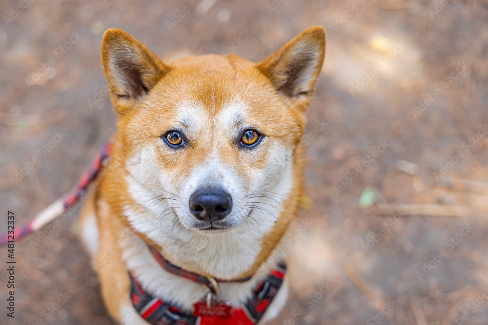 Detailed portrait of a mature red Shiba Inu canine. Smallest of the Japanese Spitz dogs recognizable by the white urajiro markings. With copy space. 