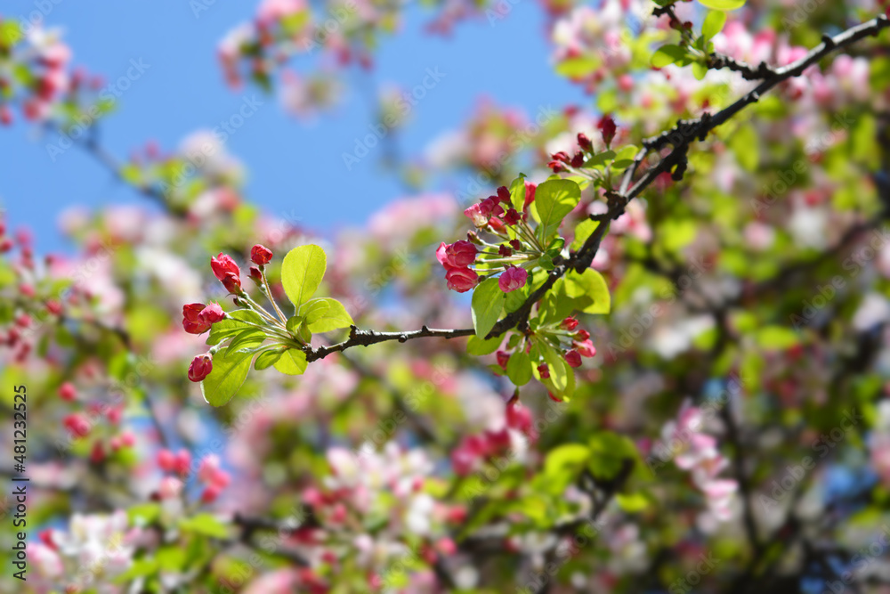 Japanese flowering crab apple Japanese flowering crab apple
