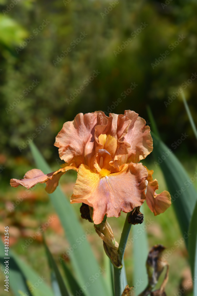 Fototapeta premium Tall bearded iris Chippendale
