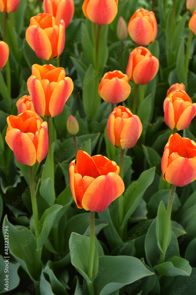 Tulip Apeldorns Elite Tulip Apeldorns Elite