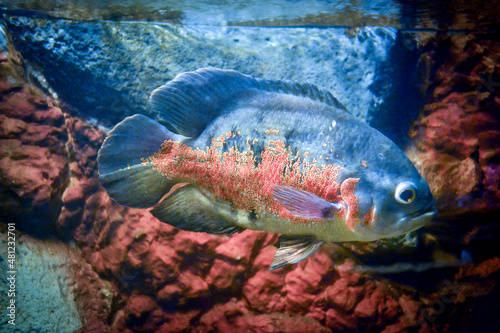 Astronotus ocellatus fish swimming underwater