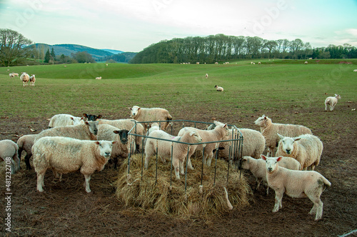 Fototapeta Naklejka Na Ścianę i Meble -  Sheep grazing in the winter field.