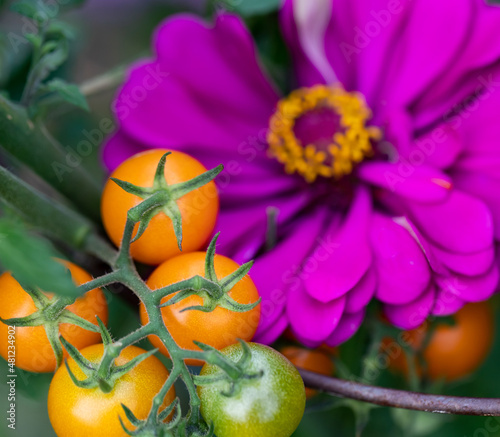 Companion planting of amethyst zinnia with sun gold cherry tomatoes are a perfect combination. Zinnias deter cucumber beetles and tomato worms. They attract predatory wasps and hoverflies photo