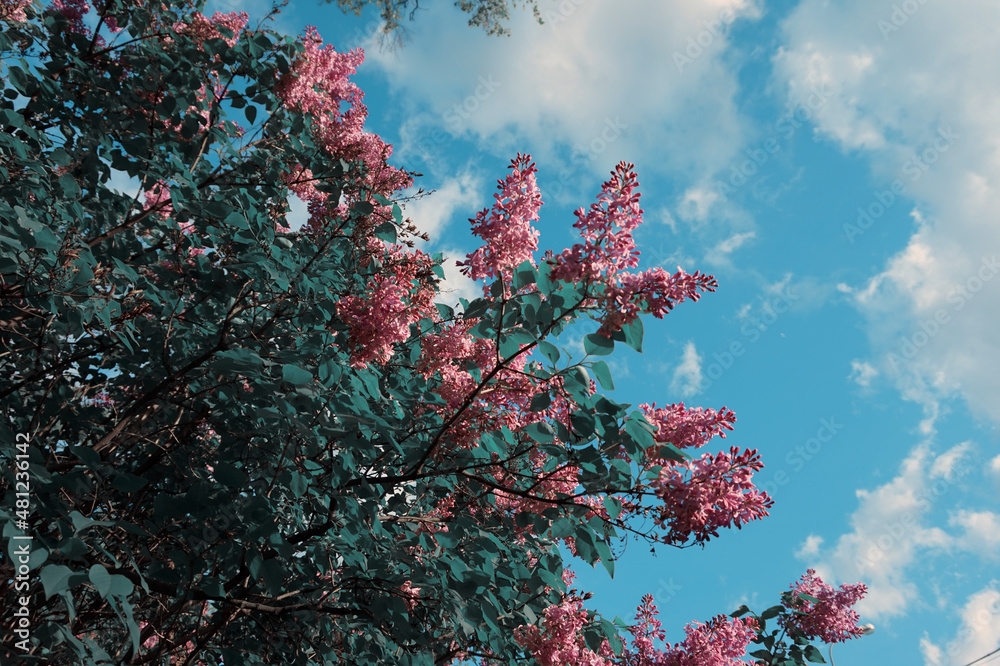  beautiful lilac bush in spring      