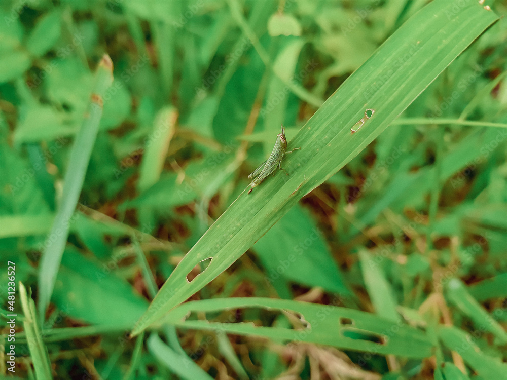 Grasshopper on grass Grasshopper on grass