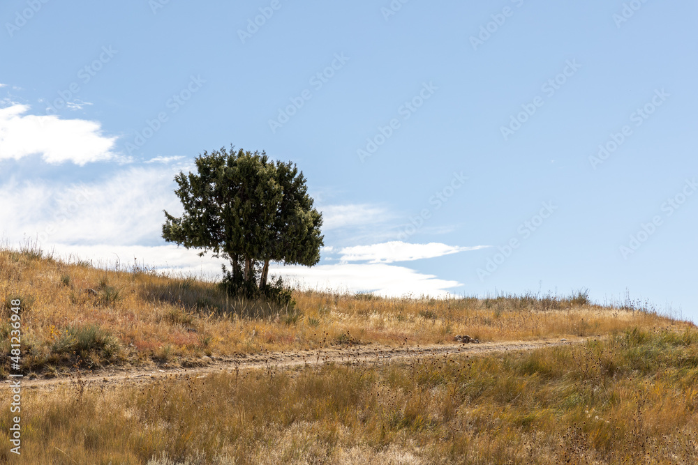 Fototapeta premium Lonely tree