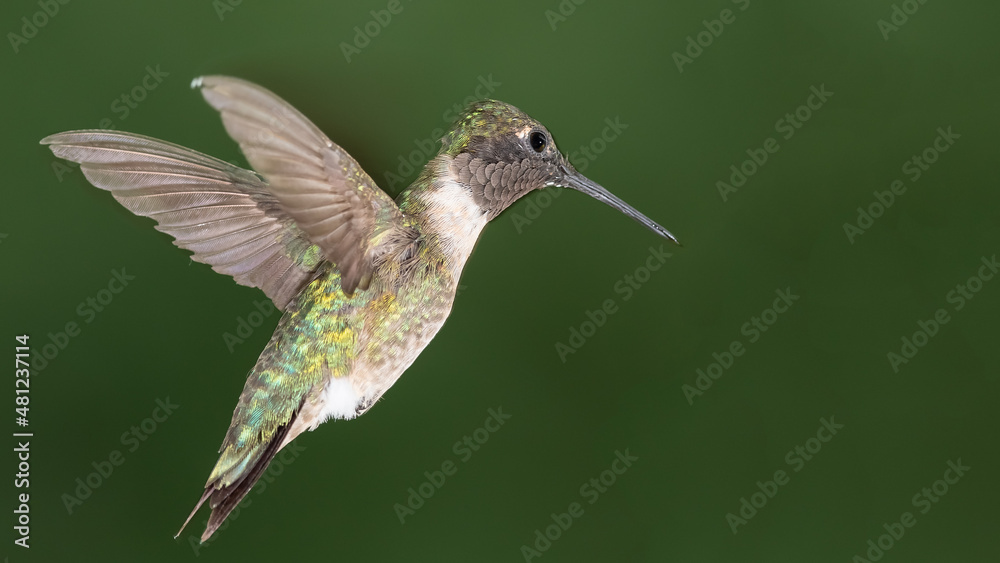 Fototapeta premium Ruby Throated Hummingbird Hovering in the Green Forest