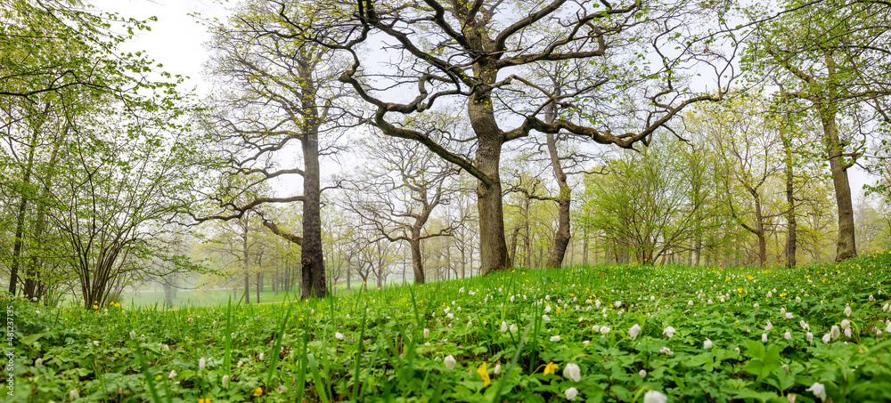 Obraz premium Panoramic view of the mistery foggy forest in springtime.