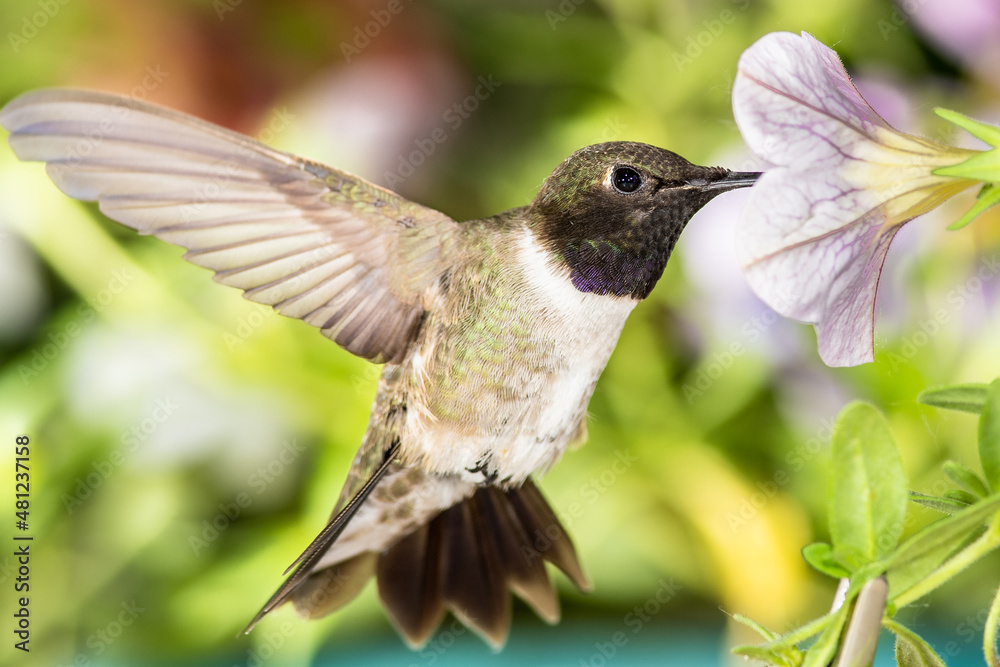 Fototapeta premium Black-Chinned Hummingbird Searching for Nectar Among the Violet Flowers