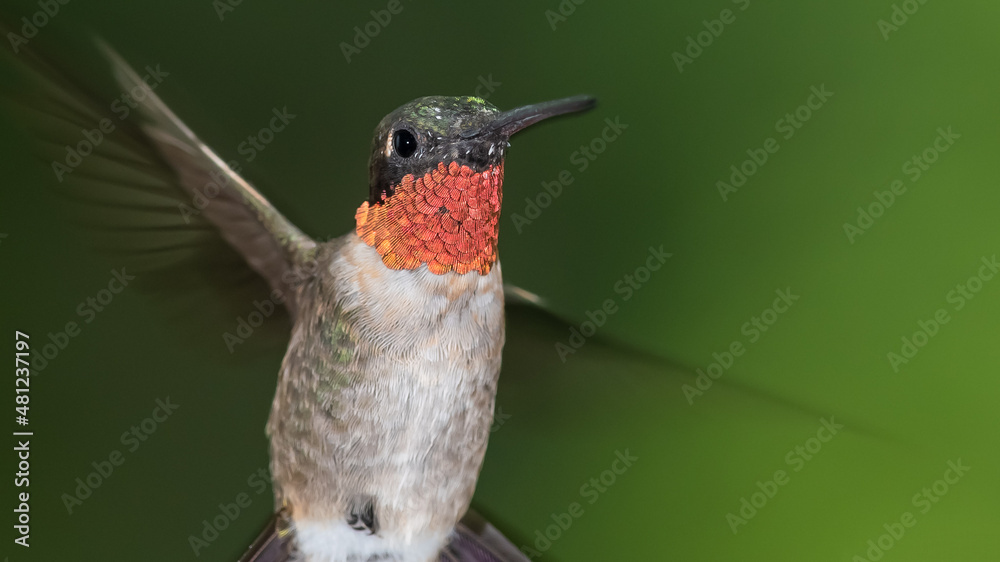 Fototapeta premium Ruby Throated Hummingbird Hovering in the Green Forest