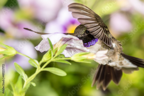 Black-Chinned Hummingbird Searching for Nectar Among the Violet Flowers