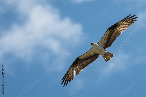 Lone Osprey Flying in a Blue Sky