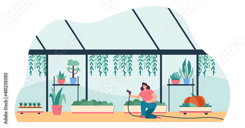 Gardener watering plants with greenhouse equipment. Woman growing flowers, greenery in farm garden of orangery with glass walls and window flat vector illustration. Conservatory, agriculture concept