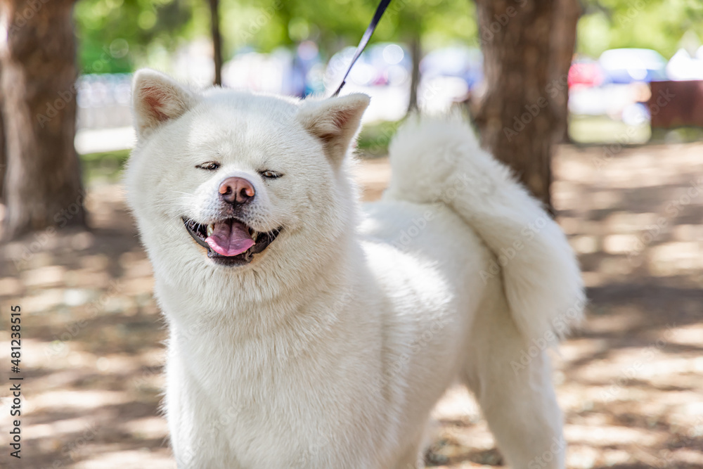 Obraz premium Closeup front view of an adorable fluffy cream Akita Inu, seen standing in park with blurry trees in background on sunny day and copy space to right.