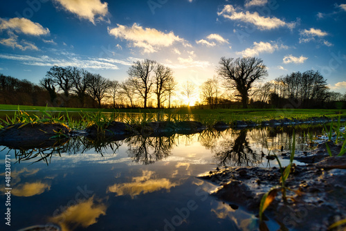 Feld mit Bäumen und Gras, romantische Spiegelungen in einer Pfütze, refelctions in water photo