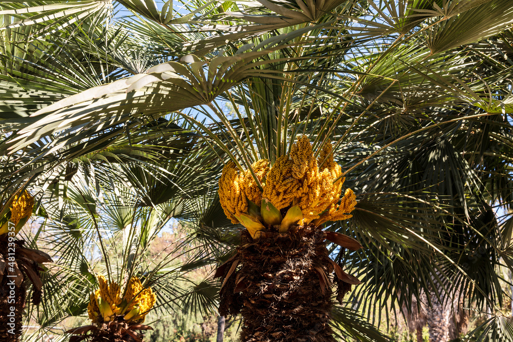 Blooming date palms in the park. Close up Blooming date palms in the park. Close up