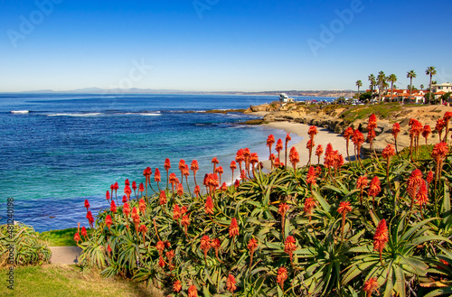 Cactus Flowers at Jolla Cove in San Diego California 