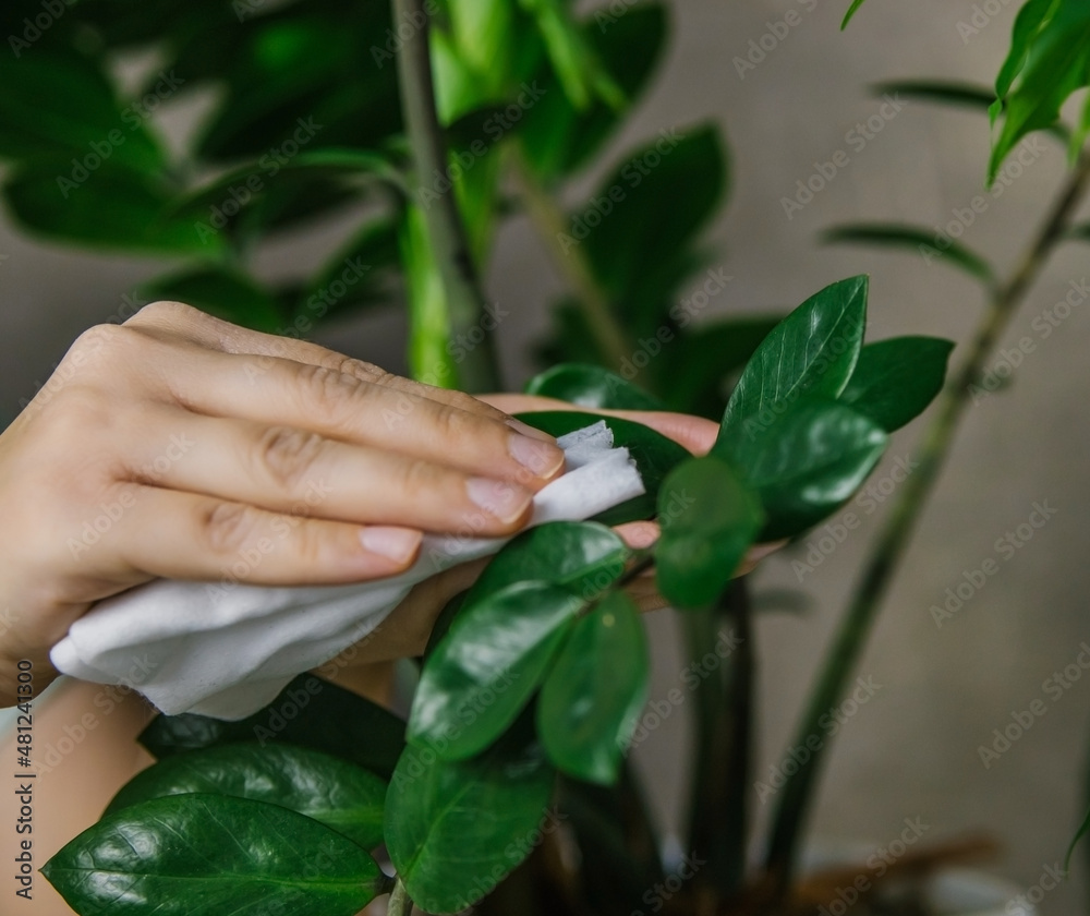 A woman wiping household dust from the leaves of houseplants with a soft cloth. Zamiokulkas is flower for the home.