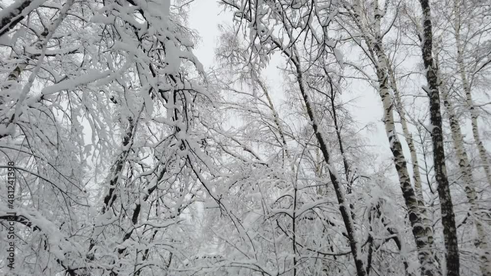 Birch forest in the snow. getting through winter forest trees. Inside there is a winter forest with snow-covered trees. Fairy forest with snow on the trees. Birch forest in the snow. getting through winter forest trees. Inside there is a winter forest with snow-covered trees. Fairy forest with snow on the trees.